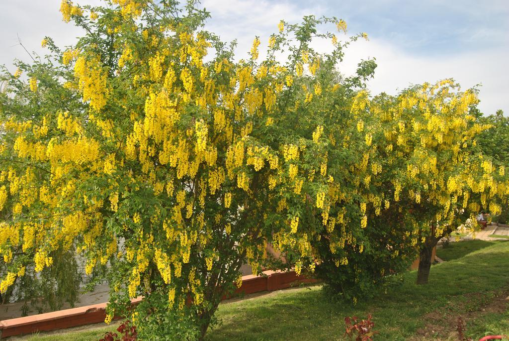 Lacul Racilor Olimp Ngoại thất bức ảnh